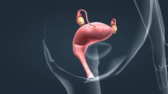 医学人体女性生殖器官卵巢子宫三维动画