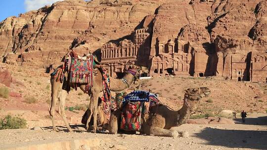 陵墓附近的两只骆驼
