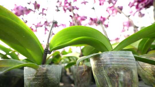 大棚种植蝴蝶兰 大棚种植花卉 花卉种植