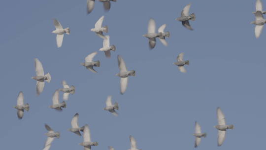鸽子飞翔在故宫空中视频素材模板下载