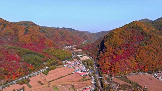 辽宁本溪秋天枫叶本桓公路