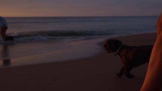 海滩上奔跑的小狗视频素材模板下载