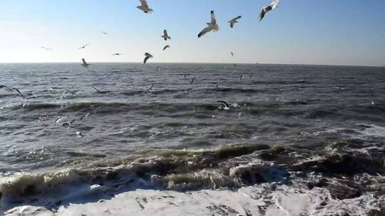 许多海鸥在海边飞翔