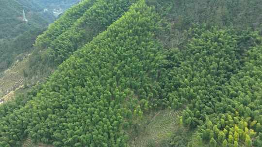 大山上的绿色竹林风景