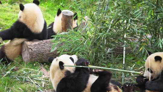 四只可爱大熊猫在一起吃竹子