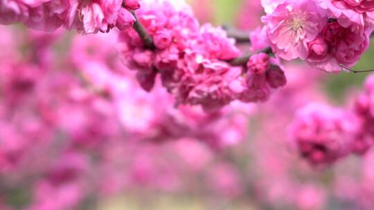 春暖花开鲜花盛开