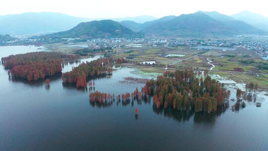 余姚四明湖红杉林湿地风光 航拍