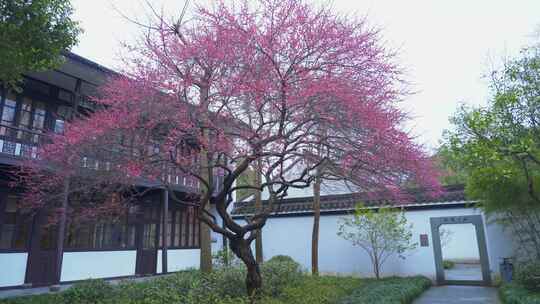 杭州西湖都锦生故居梅花风景