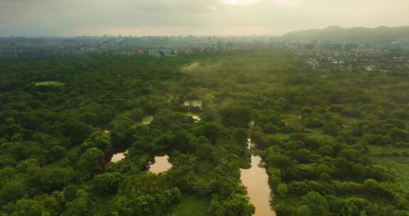 杭州西溪湿地夏天云雾风光