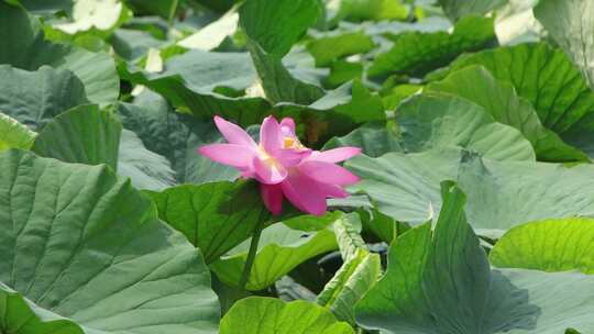 山东省荣成市大疃镇荷花苑夏季风光