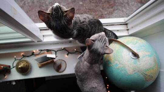 两只可爱的猫看着窗外