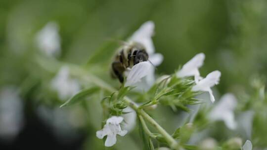 蜜蜂在给花朵授粉