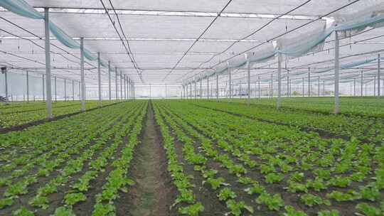 实拍现代化农业温室大棚蔬菜种植场景