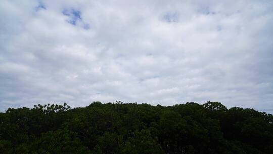 单镜头红树林天空云飘动延时视频