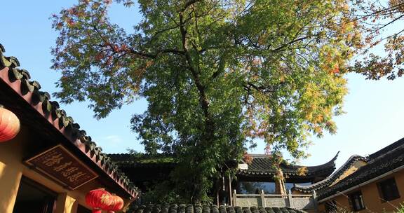 秋天阳光寺院古银杏