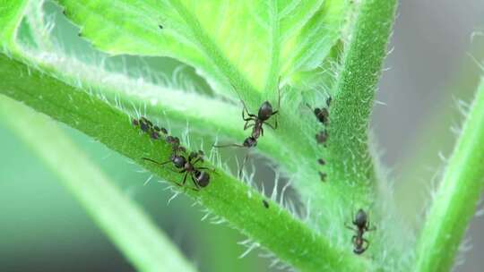 植物上黑蚁和蚜虫的特写镜头