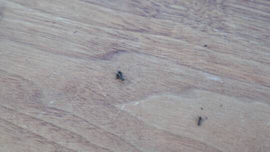 桌子上的蚂蚁打架特写