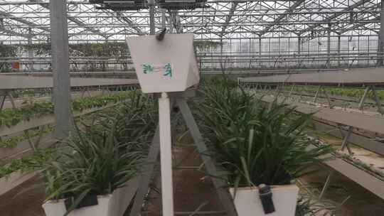 温室大棚农业有机蔬菜种植实拍