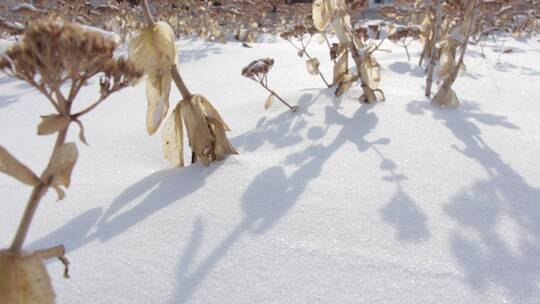 雪后天晴冬季枯草移动视频