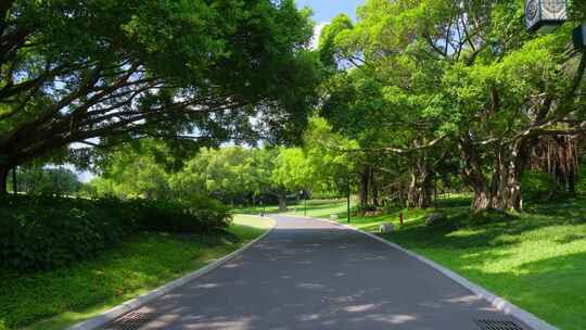 城市公园林荫大道 林荫小路 草坪草地树林