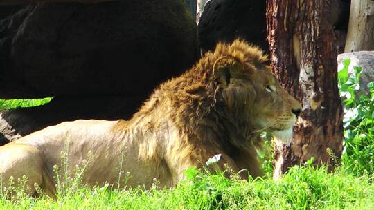 狮子 野兽 猛兽 雄狮 野生动物视频素材模板下载