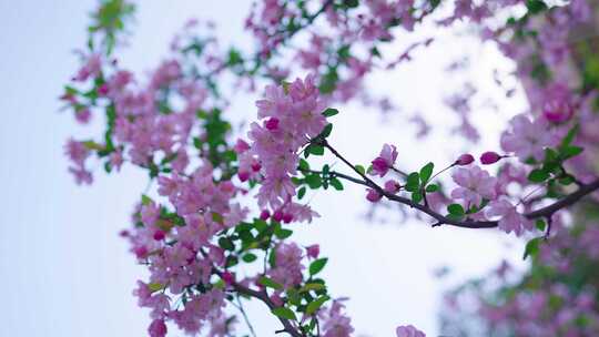 海棠花 春暖花开