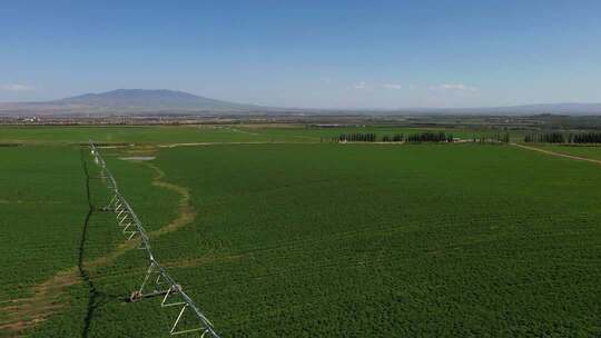 喷灌圈 节水灌溉 苜蓿种植 农场 现代化农业
