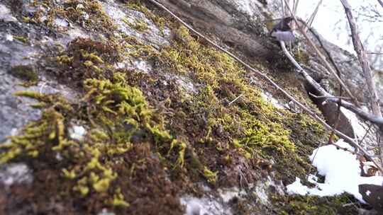 冬天 冬季 寒冷 凄凉 冷漠
