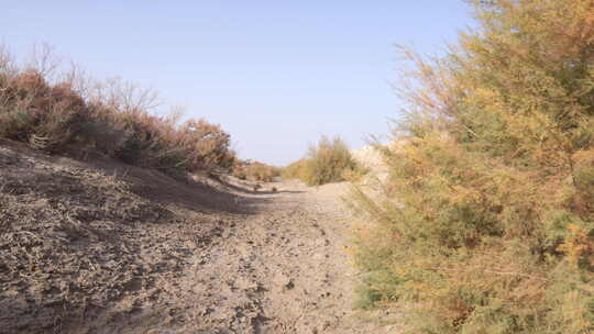 新疆秋天沙漠植被4K素材