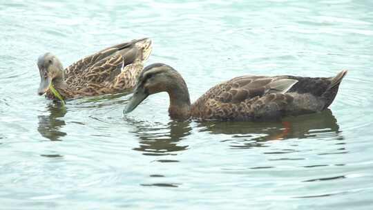 野鸭在南京玄武湖里觅食
