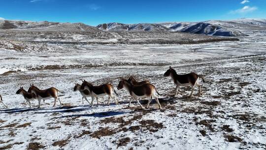无人区野生动物藏野驴