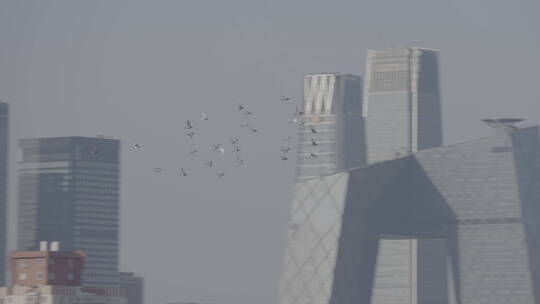 城市高空飞翔的鸽子 北京鸽子