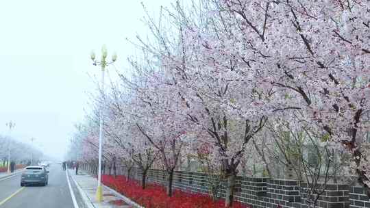 航拍微山樱花大道