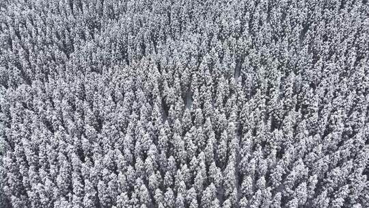 冬天暴雪纷飞森林下雪雪景霜降立冬大雪航拍