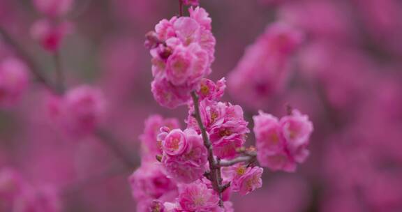 盛开的梅花花朵生机勃勃