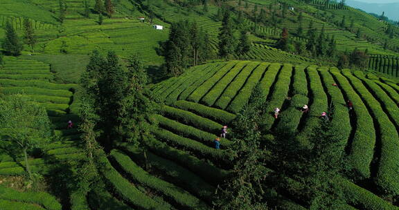 四川绿茶茶山春天茶农采茶航拍