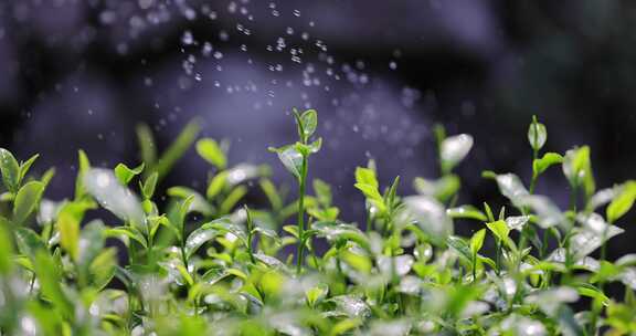 茶园茶叶4k升格慢镜 嫩芽 雨水 浇水