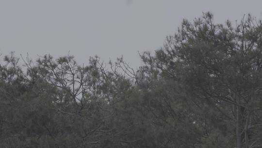苍鹭在松树上筑巢LOG