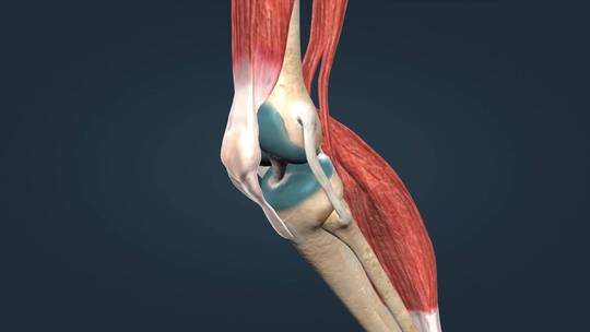 人体运动骨骼骨架膝关节髌骨膝关节屈曲后伸视频素材模板下载