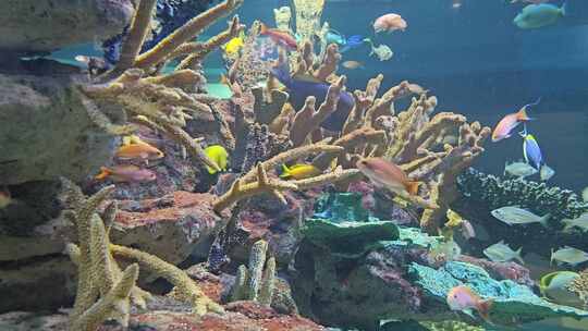 海底世界珊瑚礁鱼群
