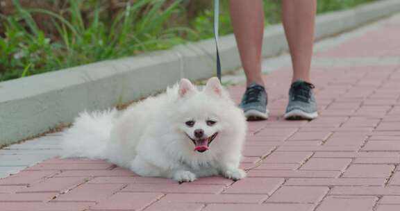 博美犬在户外和狗一起去