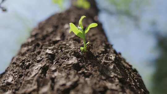 仰拍森林里树上的新发的芽