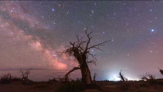 内蒙额济纳怪树林星空夏季银河延时