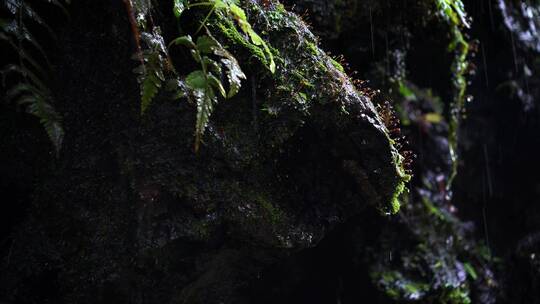 原始森林树叶草植物下雨水滴