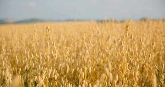 田地、燕麦、作物、收获