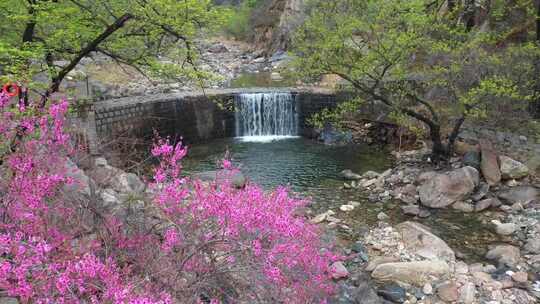 春雨滋润，泰山彩石溪桃花盛开