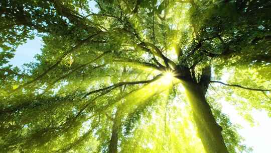 夏天阳光树林森林 光线穿透树叶丁达尔光效