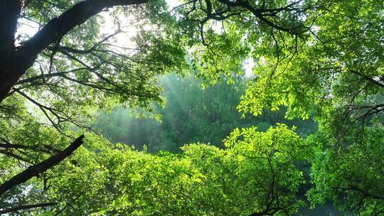 清晨逆光树林森林环境丁达尔慢镜头