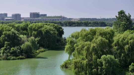 上海大莲湖