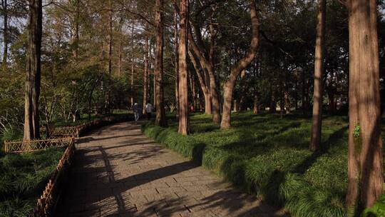 杭州西湖景区曲院风荷风景